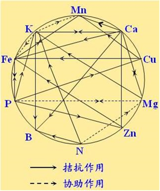 原料型鉀肥和鎂肥為什么會發(fā)生拮抗？