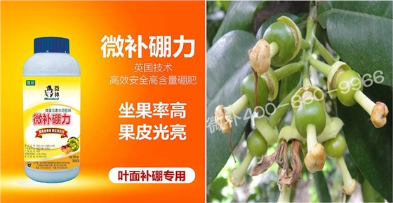 蜜柚促花壯花除了補(bǔ)磷還需要補(bǔ)硼鋅？