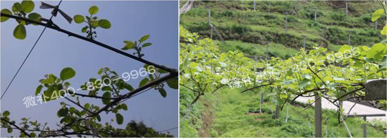 獼猴桃萌芽期如何施肥，才能促進(jìn)萌芽齊、萌芽壯？