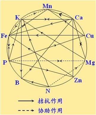 原料型鉀肥和鎂肥為什么會(huì)發(fā)生拮抗？