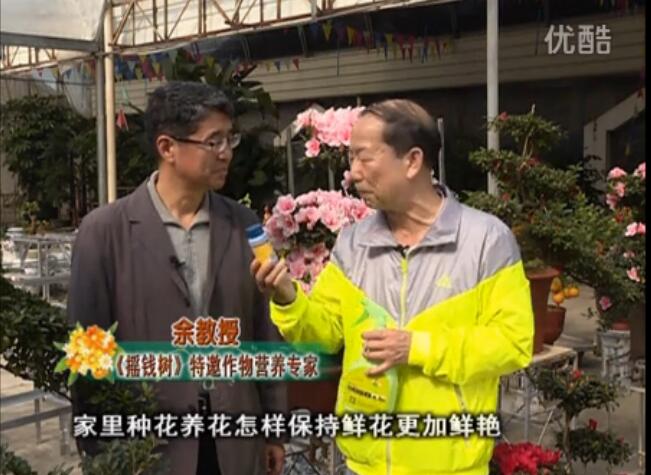 20160118珠江臺(tái)搖錢樹(shù)：家庭花卉用綠夫人600度鮮花營(yíng)養(yǎng)液，花開(kāi)鮮艷、花期長(zhǎng)