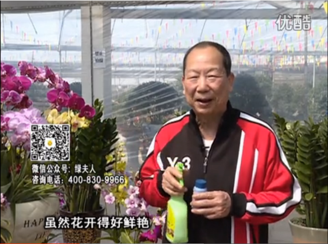 20160314珠江臺(tái)搖錢(qián)樹(shù)：家種鮮花、鮮切花，用綠夫人600度鮮花液?；ㄆG、花期長(zhǎng)