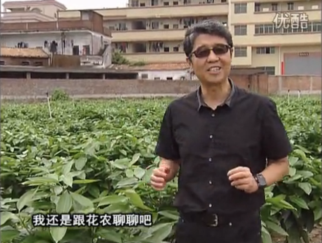 20160606珠江臺(tái)搖錢(qián)樹(shù)：觀(guān)葉植物用微補(bǔ)方案，壯根提長(zhǎng)、保葉抗病好！