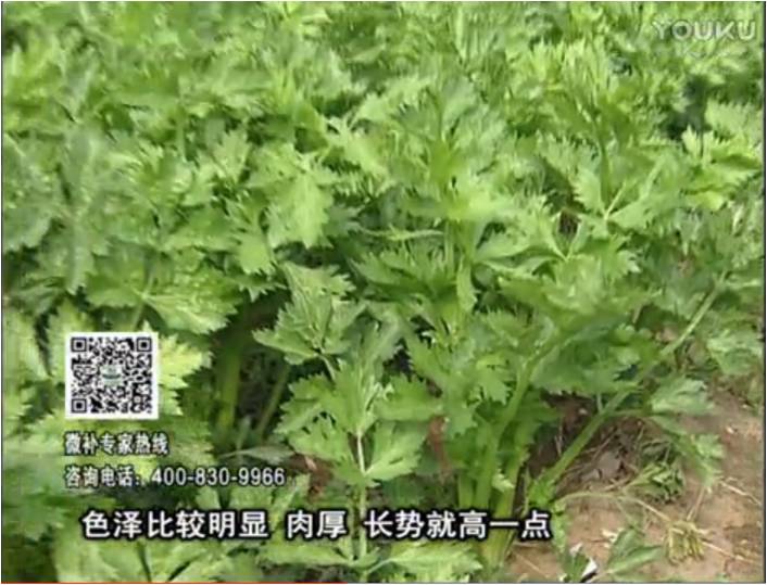 20170109珠江臺搖錢樹：葉菜如何種？長勢好又高產(chǎn)！