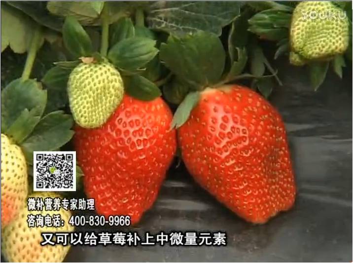 20170123珠江臺搖錢樹：草莓用微補方案，促根苗壯、開花坐果好