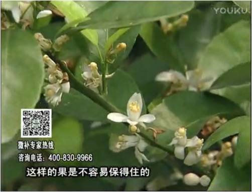 20170313珠江臺搖錢樹：柑橘淋沖微補根力鈣+精力，噴微補花力+硼力，來花健壯，預(yù)防減少弱花畸形花