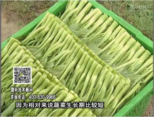 20170306珠江臺搖錢樹：蔬菜澆施微補根力鈣+精力，提高蔬菜長勢，減少病害，提高收益