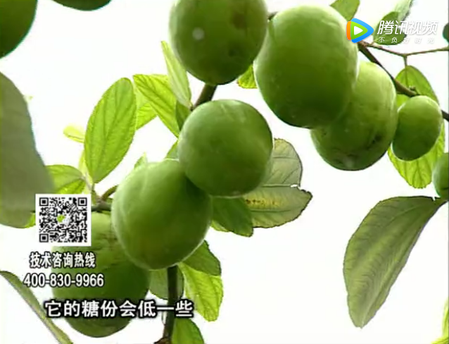 20171204珠江臺(tái)搖錢(qián)樹(shù)：青棗膨果增甜如何做？